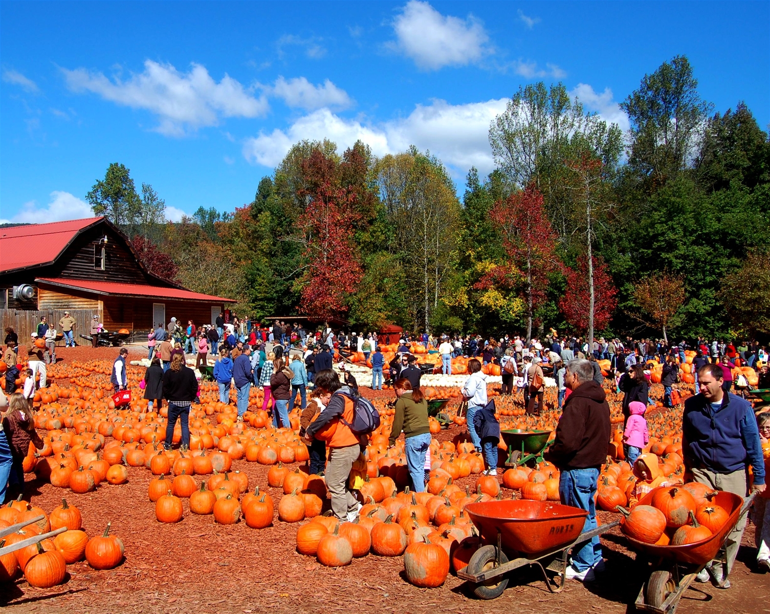 The Best North Georgia Pumpkin Patches 